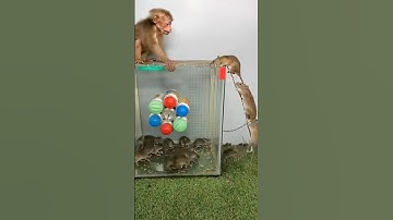 The little monkey grabbed the mouse and ran away
