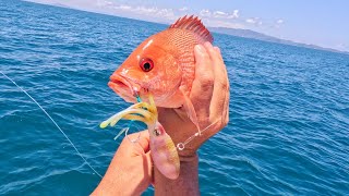Inshore Fishing Townsville | Nomad SQUIDTREX Vibe