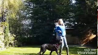 Training Video 8 Months Old German Shepherd