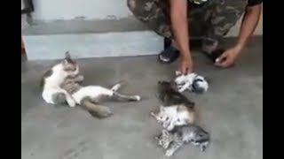 Способ успокоить непоседливых котят Способ успокоить непоседливых котят