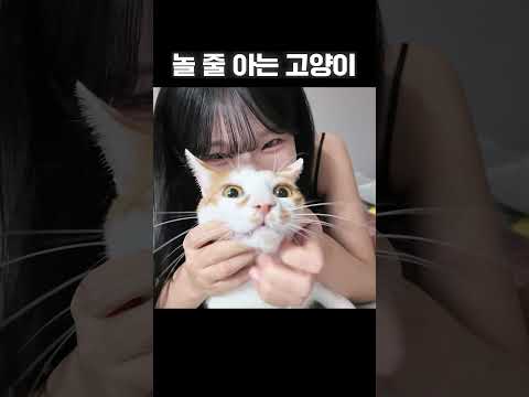방송 좀 할 줄 아는 고양이... thumbnail