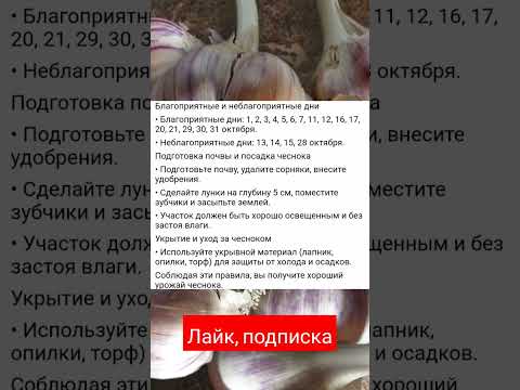 Чеснок всегда будет крупный! Лунный календарь для высадки, благоприятные дни и правила посадки