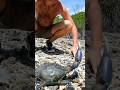 GIANT MUD CRAB: Hand Catching For Island Survival