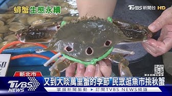 萬里蟹 Youtube