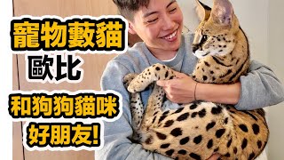 寵物藪貓如何飼養？成長全記錄！台灣荷蘭狗狗貓咪大貓家庭～貓狗寶的夢想！