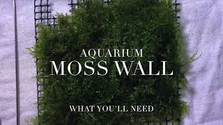 Easy Aquarium Moss Wall [no glue]