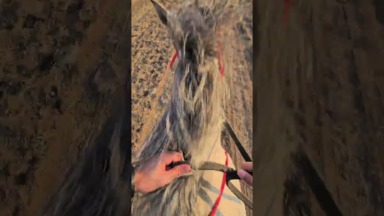 Kayseri / Burak At Çiftliği / Ares