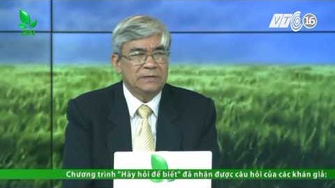 Cách điều trị khi cá trắm bị xuất huyết do virut