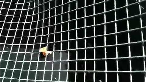 turtle nesting box finished