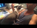 Italian greyhounds barking