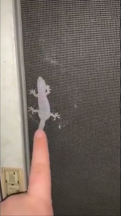 بلعب مع برص يعععععععع😩