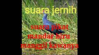 pikat suara mandar biru manggil kawan.yutube.com/@chanelcahgemblong