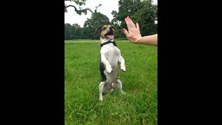 Jack Russell Terrier Love