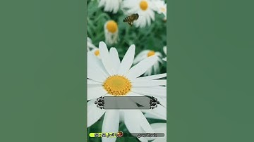 واوحي ربك إلى النحل #ياسر_الدوسري #سورة_النحل #قرآن #قرآن_كريم #تلاوة_خاشعة #quran