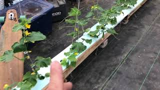 Hydroponic Rain Gutter Cucumbers