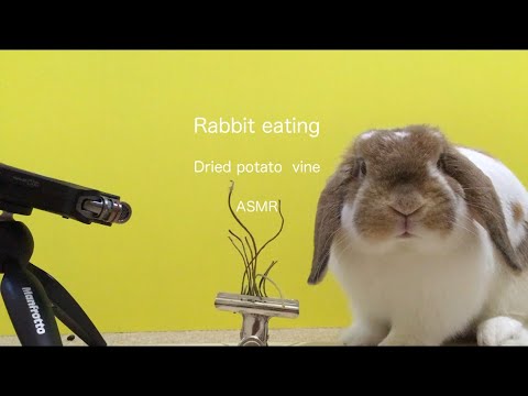 Rabbit eating dried potato vine ASMR うさぎ 咀嚼音 音フェチ