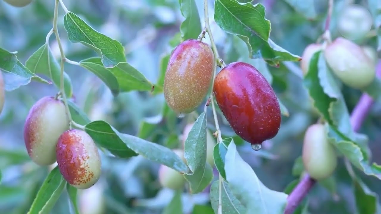 China Reprime El Desierto Con Especies De Árboles Invasores – Y Los Resultados Asombran Al Mundo