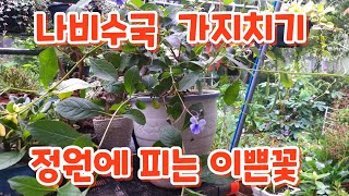 나비수국 #가지치기 정원에 예쁜꽃  장미봉숭아 # 붉은숫잔대  #금꿩의다리