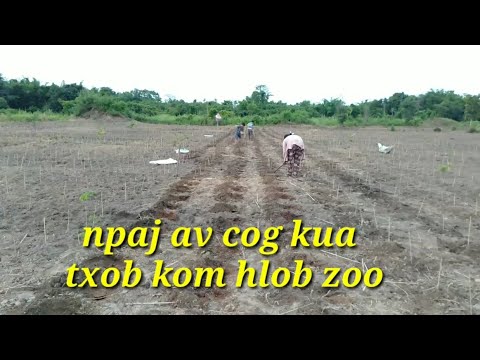 Video: Yuav Ua Li Cas Loj Hlob Kua Txob Loj?