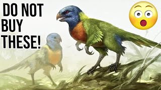 10 Reasons why you should not buy Rainbow Lorikeet Parrots!