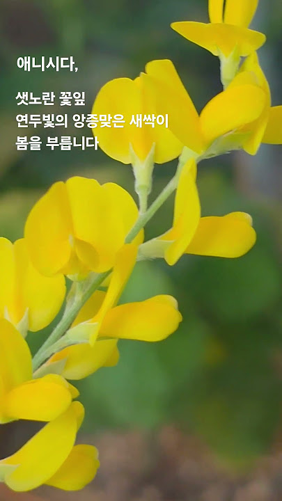 애니시다, 물 좋아하고 햇빛 좋아하는 레몬향 노란꽃