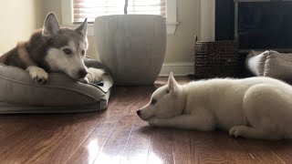 Nova the Husky Puppy Wants to Share a Bed with Laika