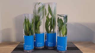 Petsmart Live Plants Haul New live Plants for 5 Gallon Tank