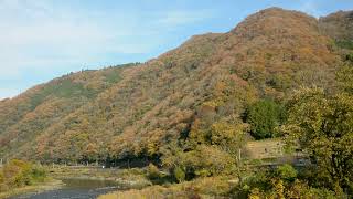 伯備線・紅葉の川辺をゆく・特急やくも381系（後追い）