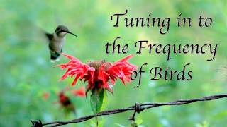 Tuning in to the Frequency of Birds {Doorways into Music & JadedSoul} #ambient #tranquil #artmusic