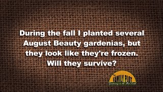 Q&A My Gardenias Look Frozen. Will They Survive The Winter?