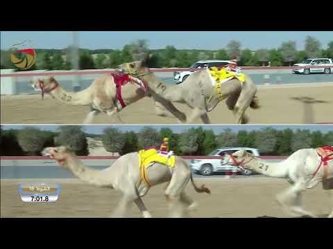 حول وزمول للقبائل المرموم 16 11 2025 ش16 مرضي ل فيصل فهد فهيد آل محمد الهاجري 13 02 4