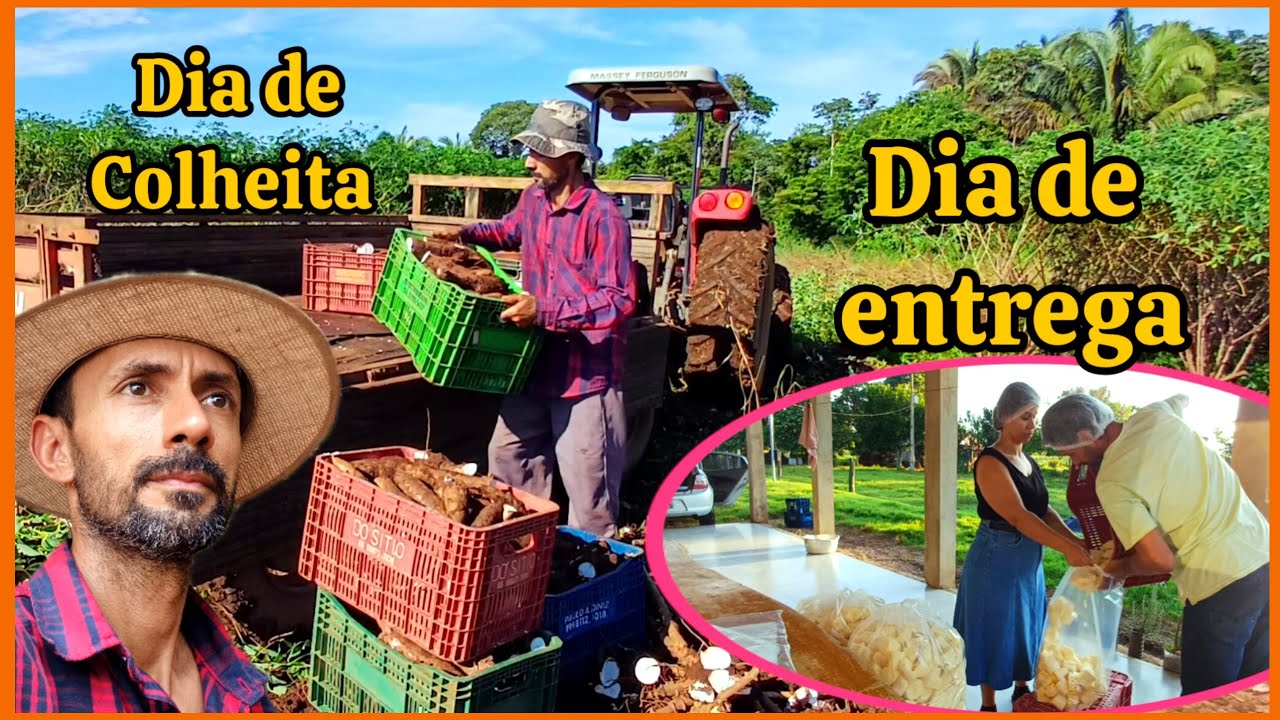 Dia de entregar mandioca no supermercado e colheita. 