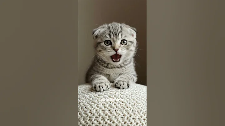 Video 8792251: scottish fold baby kittens, adorable scottish fold kitten, scottishfold kitten, folded ears, cats catlover kitten cute