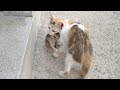 Mother Cat Stealing And Carrying Orphan Kittens To Her House And Feeding Milk As Their Mother