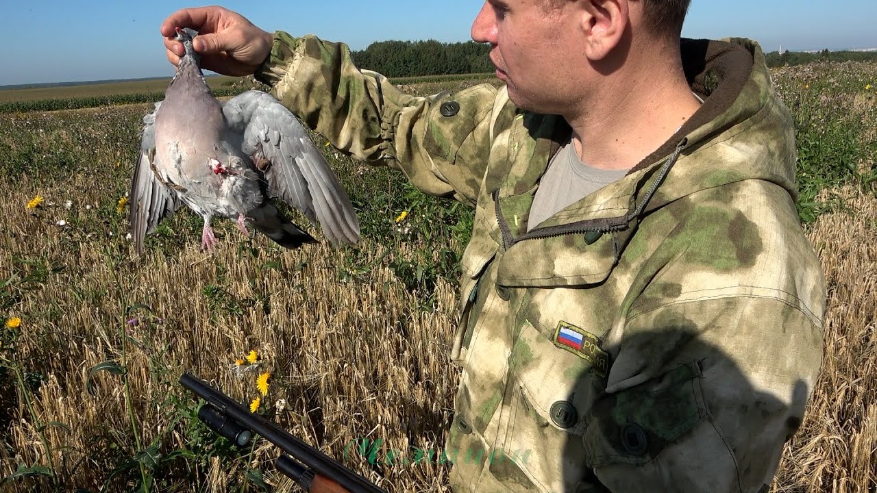 Охота на вяхиря #9 \ Туман, пшеница, лебеда