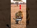 Why Lion's don't eat Hyena's?? #lion #hyena