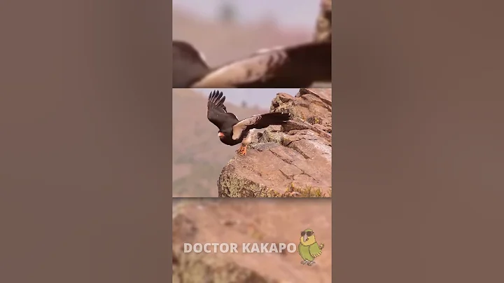 Peregrine Falcon: The World's Fastest Hunter