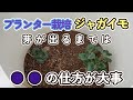 ジャガイモ栽培(プランター)芽が出るまでの作業