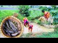 santali tribe women fishing small fish and cooking in their village style || rural village life