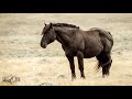 Wild Mustangs reunite at Skydog Sanctuary