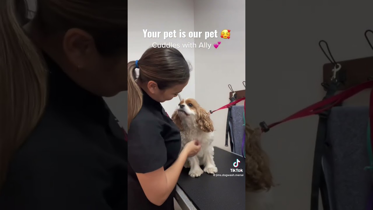 We treat your pet as our pet! #dogs #pets #dogsoftiktok #dog