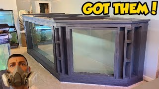 1500ガロンの合板水槽に新しい魚をお迎え！