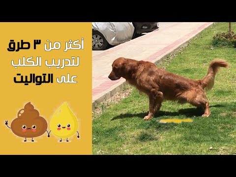 فيديو: متى يبدأ الجراء في استخدام المرحاض؟