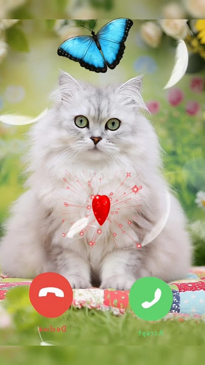 Cute Cat Ringtone Effect 🎶🎶 Baby Cat Calling #cat #phone #call
