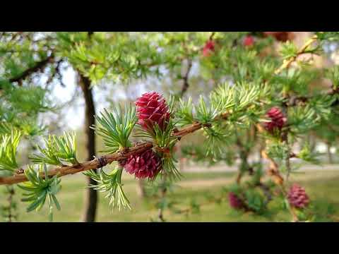 Video: How Larch Blooms