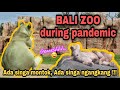 Ketemu Singa Montok dan Singa Ngangkang di Bali Zoo. GEMASSS! | Bali Trip