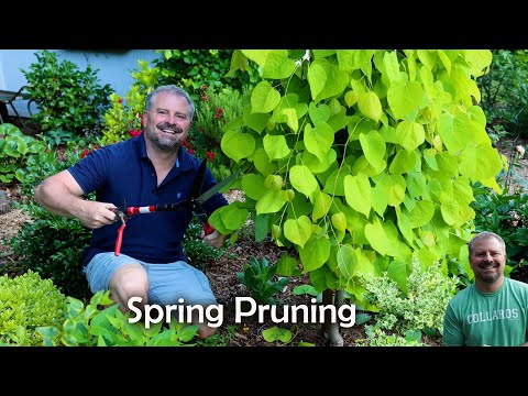 Video: Hoe planten te snoeien in de lente - Struiken en bomen snoeien in de lente