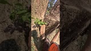 Person expertly falls a tree right between two other trees!