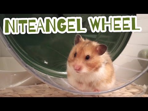 Unboxing and Reviewing the Niteangel Wheel