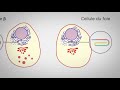 Mooc  introduction  la biologie systmique de la cellule